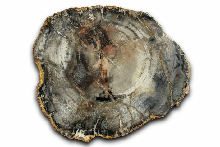 Polished Petrified Wood (Araucaria) Round - Madagascar #344687